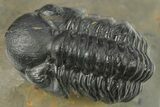Two Detailed Reedops Trilobite - Atchana, Morocco #283857-6